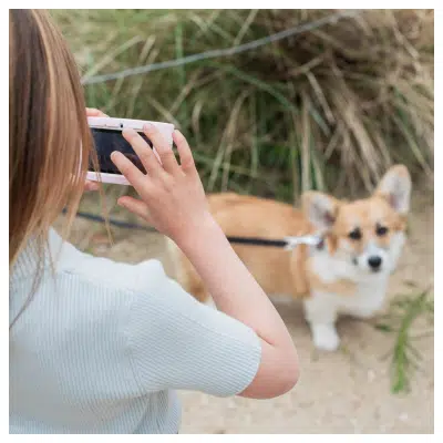 The Zoofamily - Urban Zoo - The Unicorn